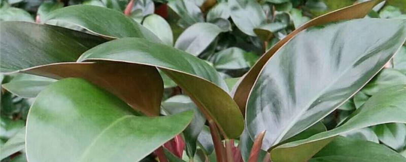 金钻绿公主植物养殖办法