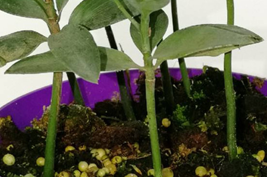 金钻绿公主植物养殖办法