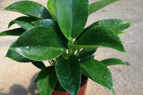 金钻绿公主植物养殖办法