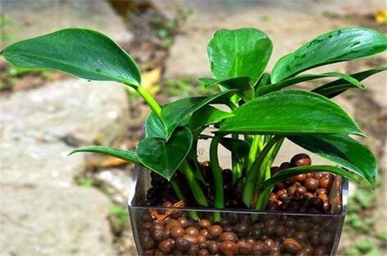 金钻最佳摆放地方，放大门口可辟邪