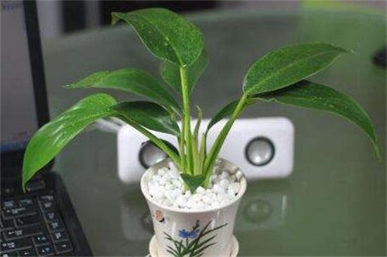 金钻最佳摆放地方，放大门口可辟邪