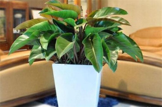 金钻最佳摆放地方，放大门口可辟邪