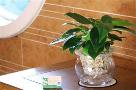 金钻最佳摆放地方，放大门口可辟邪