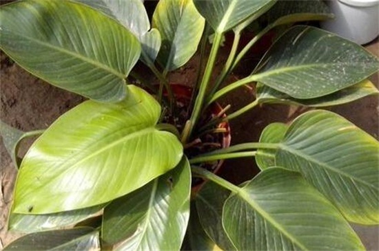 金钻花叶子发黄是如何回事