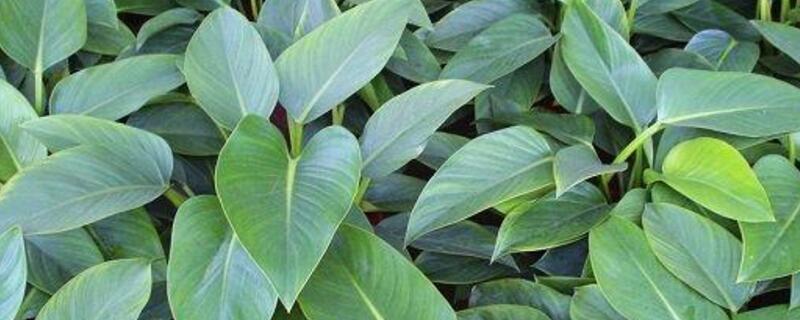 金钻叶子发黄如何办