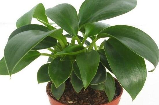 金钻叶子发黄如何办