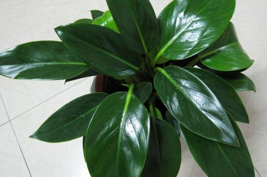 金钻叶子发黄如何办