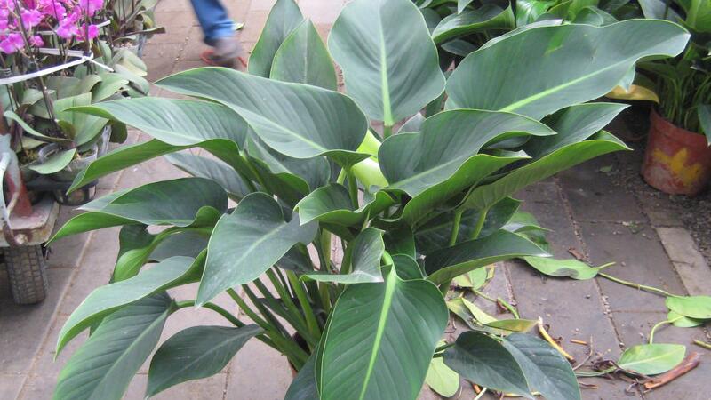 金钻的养殖办法和留意事项