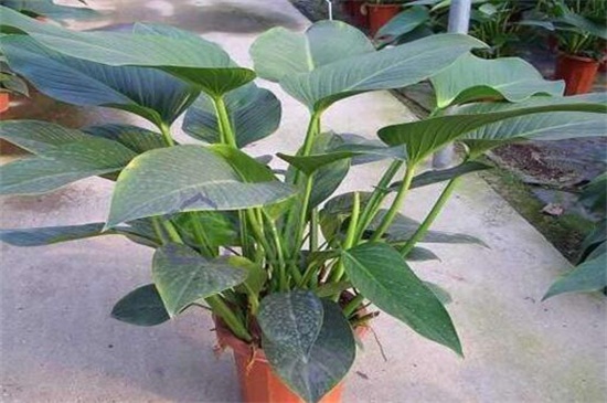 金钻的养殖办法和留意事项