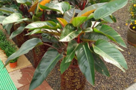 红钻如何施肥，四季施肥都有所不同