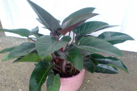 红钻如何施肥，四季施肥都有所不同