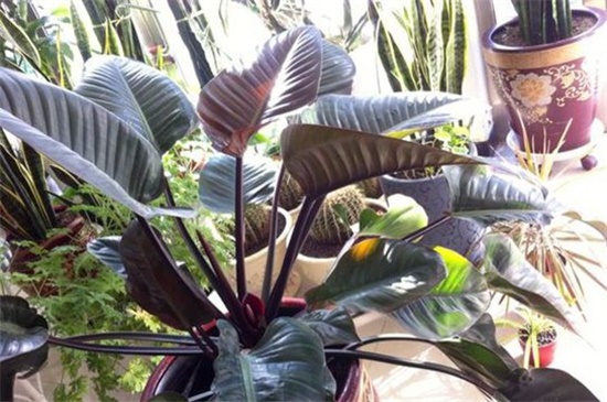 红钻如何施肥，四季施肥都有所不同