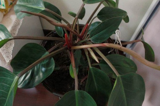 红钻如何施肥，四季施肥都有所不同