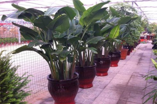 红钻如何施肥，四季施肥都有所不同