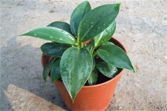 金钻的养殖办法和留意事项