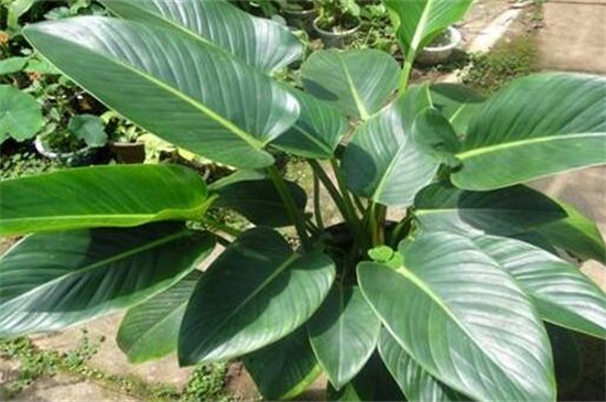 金钻的养殖办法和留意事项