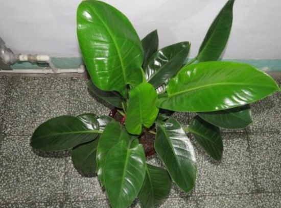 金钻花的作用与功效，不仅能净化空气还能辟邪