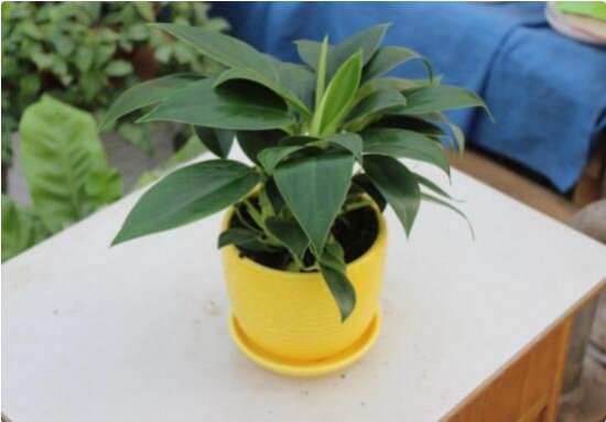 金钻花的作用与功效，不仅能净化空气还能辟邪