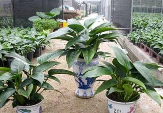 金钻花的作用与功效，不仅能净化空气还能辟邪