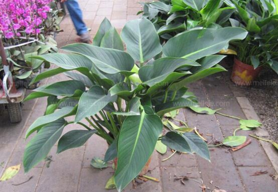 金钻花的作用与功效，不仅能净化空气还能辟邪