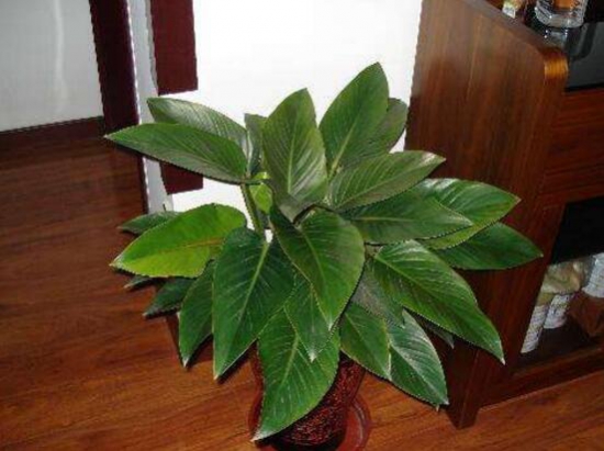 金钻花的作用与功效，不仅能净化空气还能辟邪