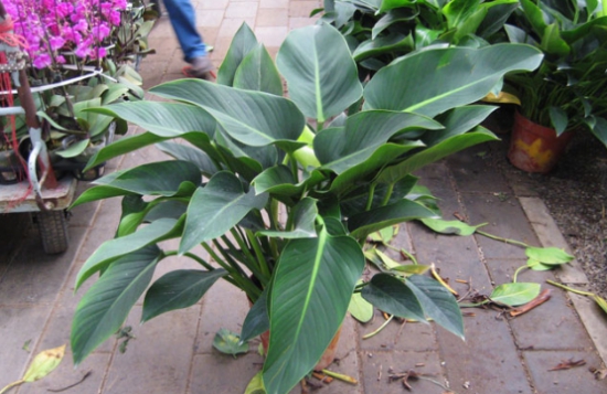 金钻花为何能辟邪？吸收毒气净化空气被称为辟邪王