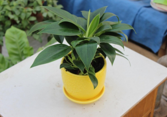 金钻花为何能辟邪？吸收毒气净化空气被称为辟邪王