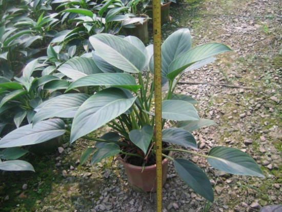 金钻花为何能辟邪？吸收毒气净化空气被称为辟邪王