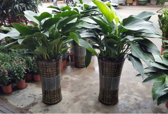 金钻花为何能辟邪？吸收毒气净化空气被称为辟邪王