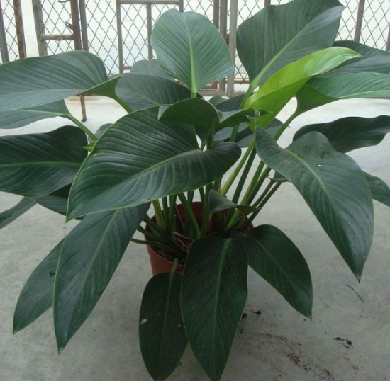 金钻的繁殖办法：一般采用扦插繁殖和分株繁殖