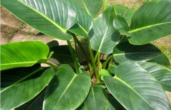 金钻的繁殖办法：一般采用扦插繁殖和分株繁殖