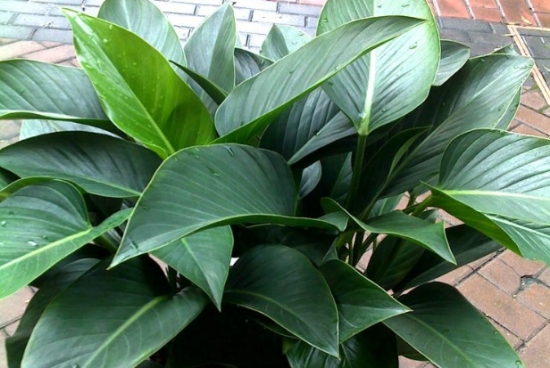 金钻有毒吗：金钻的根茎叶有毒；汁液入口会导致中毒