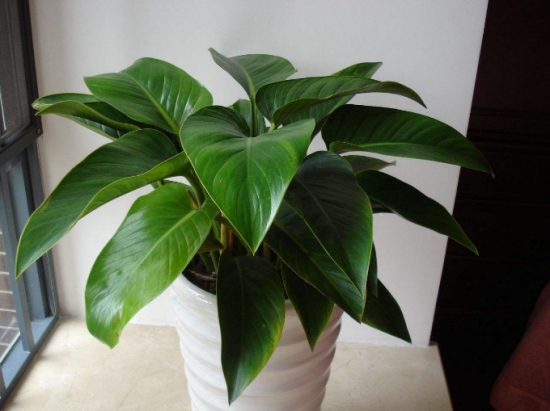 金钻有毒吗：金钻的根茎叶有毒；汁液入口会导致中毒