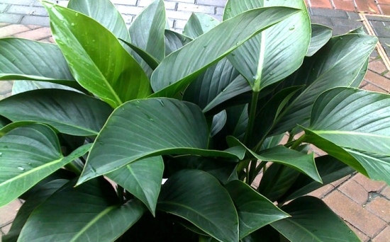 金钻夏季如何养：避免强光要保湿适当施肥