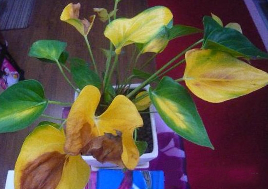 金钻叶子发黄如何办 金钻叶子发黄如何办:发黄的原因及处理办法