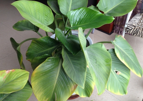 金钻叶子发黄如何办 金钻叶子发黄如何办:发黄的原因及处理办法