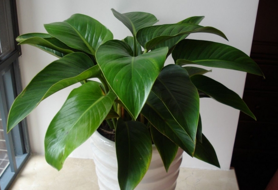 健康的金钻 金钻叶子发黄如何办:发黄的原因及处理办法