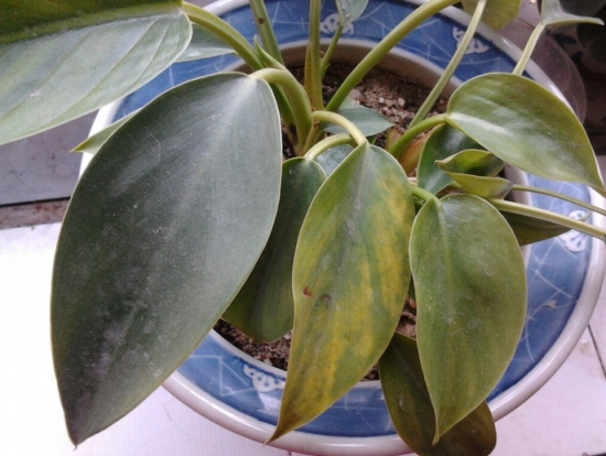 金钻叶子发黄 金钻叶子发黄的原因分析和处理办法