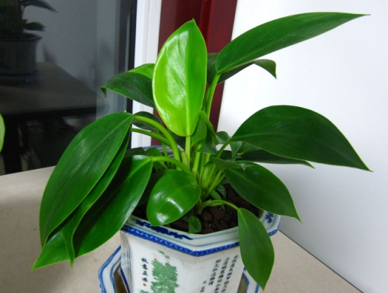 正常的金钻 金钻叶子发黄的原因分析和处理办法