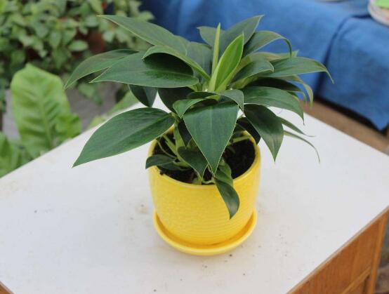 金钻的养殖办法和留意事项：越冬温度最好大于8℃