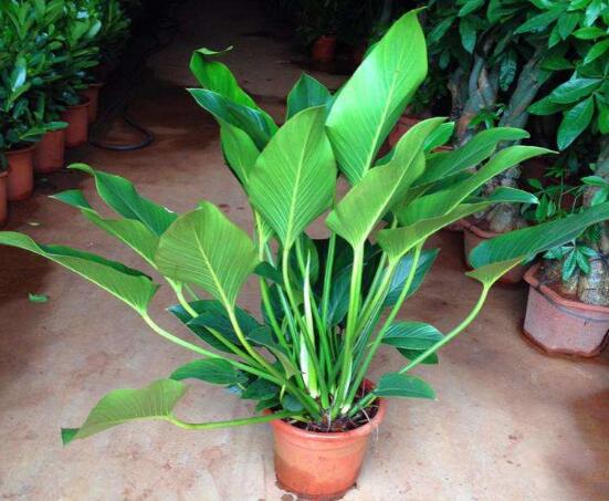 金钻的养殖办法和留意事项：越冬温度最好大于8℃