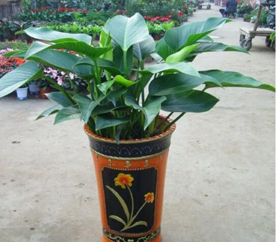 金钻的养殖办法和留意事项：越冬温度最好大于8℃