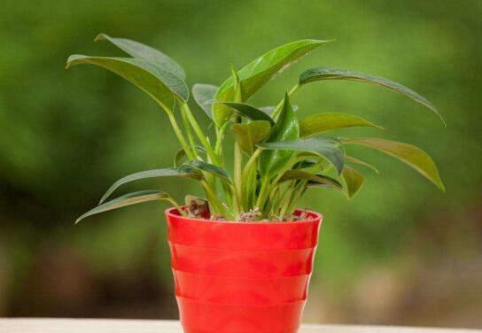 金钻的养殖办法和留意事项：越冬温度最好大于8℃