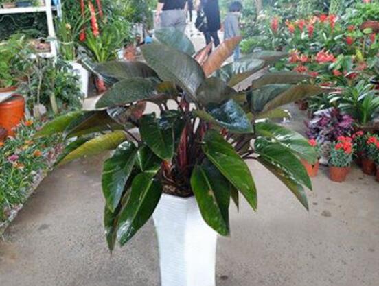 金钻的养殖办法和留意事项：越冬温度最好大于8℃