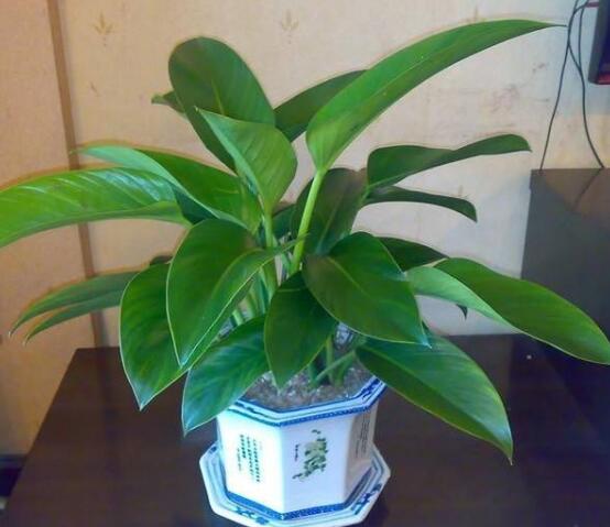 金钻的养殖办法和留意事项：越冬温度最好大于8℃