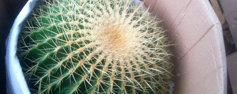 金琥腐烂如何办