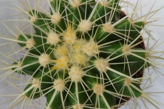 金琥腐烂如何办