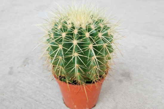 金琥腐烂如何办