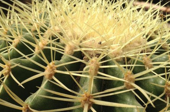 金琥腐烂如何办