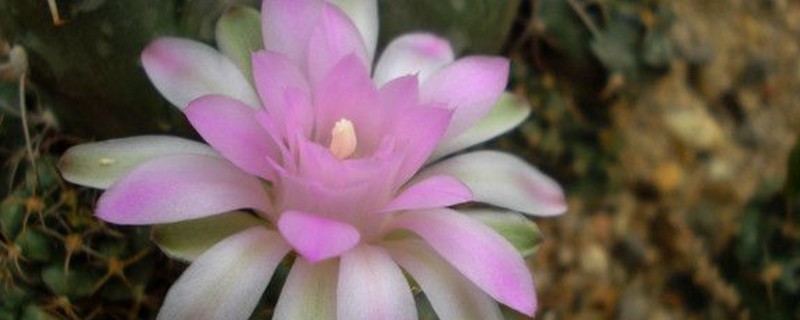 仙人球花的食用办法